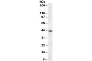 Western blot testing of rat brain lysate with Connexin 43 antibody at 0. (Connexin 43/GJA1 Antikörper)