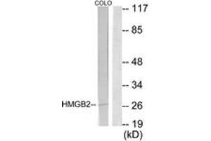Western Blotting (WB) image for anti-High Mobility Group Box 2 (HMGB2) (AA 131-180) antibody (ABIN2889438) (HMGB2 Antikörper  (AA 131-180))
