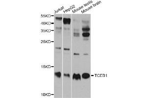 Western blot analysis of extracts of various cell lines, using TCEB1 antibody (ABIN5999020) at 1/1000 dilution. (TCEB1 Antikörper)
