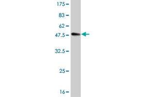 Western Blotting (WB) image for anti-Cyclin-Dependent Kinase 6 (CDK6) (AA 3-99) antibody (ABIN560298)