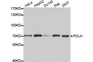Western blot analysis of extracts of various cell lines, using POLH antibody (ABIN5970934) at 1/1000 dilution. (POLH Antikörper)