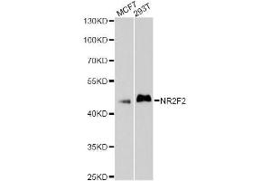 Western blot analysis of extracts of various cell lines, using NR2F2 antibody (ABIN5998382) at 1/1000 dilution. (NR2F2 Antikörper)