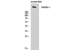 Western Blotting (WB) image for anti-Fibrillin 1 (FBN1) (C-Term) antibody (ABIN3184601) (Fibrillin 1 Antikörper  (C-Term))
