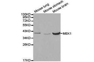Western Blotting (WB) image for anti-Mitogen-Activated Protein Kinase Kinase 1 (MAP2K1) antibody (ABIN1873603) (MEK1 Antikörper)