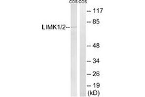 Western blot analysis of extracts from COS7 cells, using LIMK1/2 (Ab-508/505) Antibody. (LIMK-1/2 (AA 481-530) Antikörper)