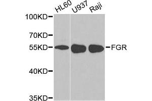 Western blot analysis of extracts of various cell lines, using FGR antibody (ABIN1872692) at 1:1000 dilution. (Fgr Antikörper)