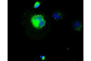 Anti-CD4 mouse monoclonal antibody (ABIN2452385) immunofluorescent staining of COS7 cells transiently transfected by pCMV6-ENTRY CD4 (RC206453). (CD4 Antikörper)