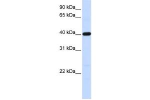 Western Blotting (WB) image for anti-Tropomodulin 3 (TMOD3) antibody (ABIN2459846) (TMOD3 Antikörper)