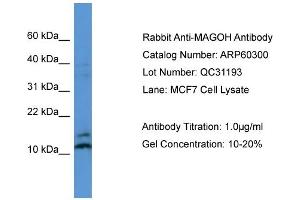 WB Suggested Anti-MAGOH  Antibody Titration: 0. (MAGOH Antikörper  (N-Term))