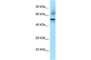 WB Suggested Anti-Nr1h3 Antibody Titration: 1. (NR1H3 Antikörper  (C-Term))