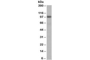 Western blot testing of human liver lysate with AKAP8 antibody at 1ug/ml. (AKAP8 Antikörper)