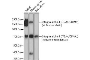 Western blot analysis of extracts of various cell lines, using Integrin alpha 4 (ITG/CD49d) (ITG/CD49d) Rabbit mAb (054) at 1:1000 dilution. (ITGA4 Antikörper)