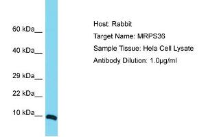 Host: Rabbit Target Name: MRPS36 Sample Tissue: Human Hela Whole Cell Antibody Dilution: 1ug/ml (MRPS36 Antikörper  (Middle Region))