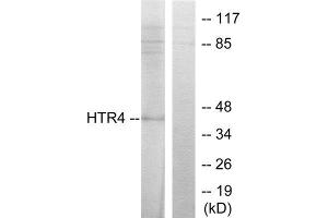 Western Blotting (WB) image for anti-Serotonin Receptor 4 (HTR4) (N-Term) antibody (ABIN1850161) (Serotonin Receptor 4 Antikörper  (N-Term))
