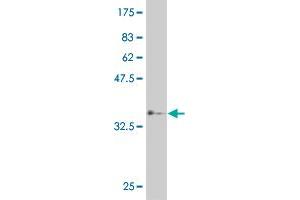 Western Blot detection against Immunogen (37. (HEYL Antikörper  (AA 221-327))