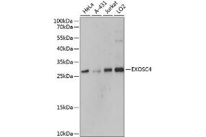 Western blot analysis of extracts of various cell lines, using EXOSC4 antibody  at 1:3000 dilution. (EXOSC4 Antikörper  (AA 1-245))