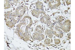 Immunohistochemistry (Paraffin-embedded Sections) (IHC (p)) image for anti-Glyceraldehyde-3-Phosphate Dehydrogenase (GAPDH) (AA 1-335) antibody (ABIN3020538)