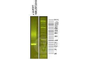 Cleavage Under Targets and Release Using Nuclease (CUT&RUN) image for anti-Transcription Factor 7-Like 1 (T-Cell Specific, HMG-Box) (TCF7L1) (N-Term) antibody (ABIN6972849)