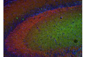 Indirect immunostaining of PFA fixed mouse hippocampus section with anti-Munc18-1 (dilution 1 : 500; red) and mouse anti-MAP 2 (cat. (STXBP1 Antikörper)