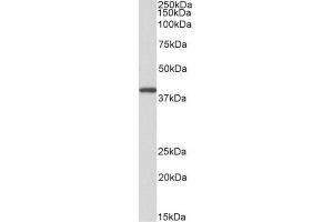 AP23750PU-N GNAQ antibody staining of Peripheral Blood Lymphocytes lysate at 0. (GNAQ Antikörper  (Internal Region))