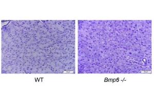 Young Bmp6‑/‑ mice exhibit iron overload in the exocrine pancreas with no histological changes. (Macrophages (pan) Antikörper)