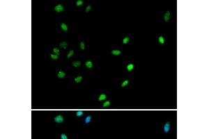 Immunofluorescence analysis of A549 cells using RUNX1 Polyclonal Antibody (RUNX1 Antikörper)