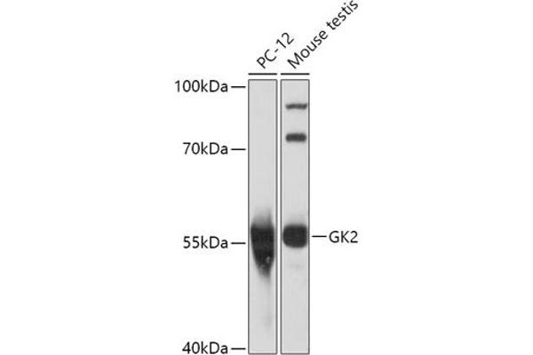 GK2 Antikörper  (AA 1-150)