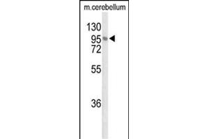 Western blot analysis of LINGO1 Antibody (N-term) (ABIN652312 and ABIN2841428) in mouse cerebellum tissue lysates (35 μg/lane). (LINGO1 Antikörper  (N-Term))