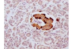 IHC image of ABIN7181328 diluted at 1:100 and staining in paraffin-embedded human pancreatic tissue performed on a Leica BondTM system. (Glucagon Antikörper)