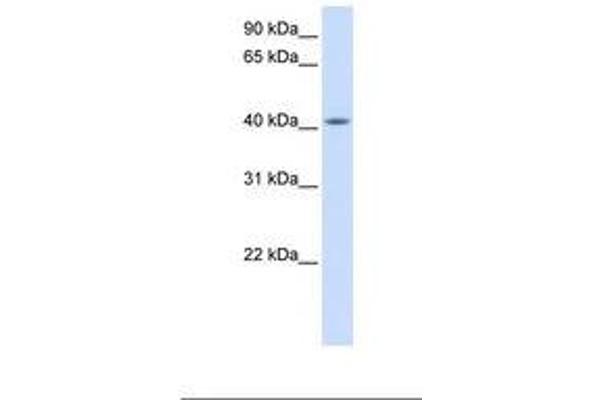 FAM54A Antikörper  (AA 254-303)