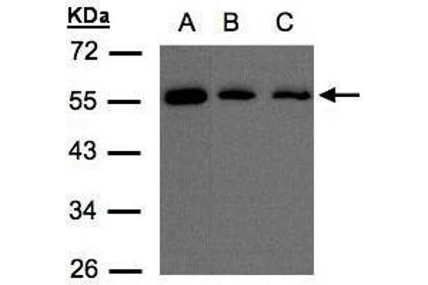 OSBPL2 Antikörper  (C-Term)