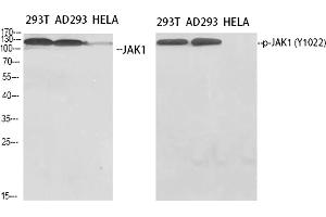 Western Blot analysis of 293T (1), AD293 (2), Hela (3), diluted at 1:500. (JAK1 Antikörper  (pTyr1022))