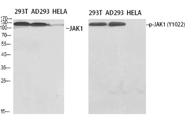 JAK1 Antikörper  (pTyr1022)