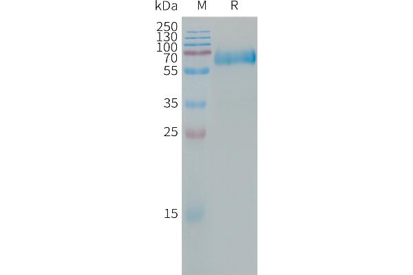 CLEC5A Protein (Fc Tag)