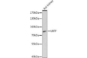 Western blot analysis of extracts of Rat kidney, using UBTF antibody  at 1:1000 dilution. (UBTF Antikörper  (AA 200-440))