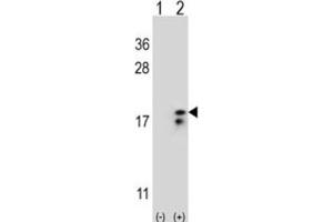 Western Blotting (WB) image for anti-Cytochrome C Oxidase Subunit VIa Polypeptide 1 (COX6A1) antibody (ABIN3004056) (COX6A1 Antikörper)