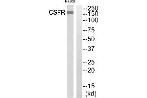 Western blot analysis of extracts from HepG2 cells, using CSFR (Ab-699)antibody. (CSF1R Antikörper  (C-Term))