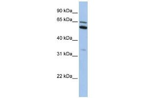 C2ORF42 antibody used at 1 ug/ml to detect target protein. (C2orf42 Antikörper  (N-Term))