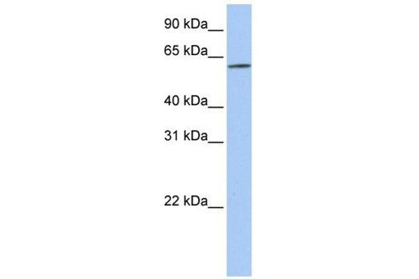 SLC22A14 Antikörper  (N-Term)