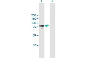 Western Blot analysis of PTK2 expression in transfected 293T cell line by PTK2 MaxPab polyclonal antibody. (FAK Antikörper  (AA 1-680))