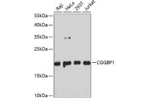 Western blot analysis of extracts of various cell lines, using CGGBP1 antibody  at 1:3000 dilution. (CGGBP1 Antikörper  (AA 1-167))