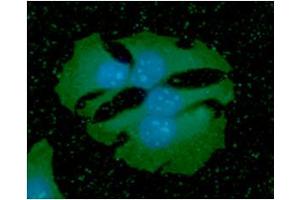 ICC/IF analysis of PDPN in HaLe cells. (Podoplanin Antikörper)