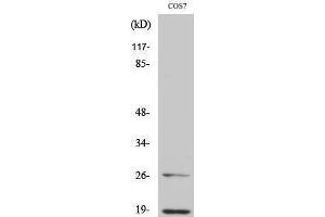 Western Blotting (WB) image for anti-Neural Precursor Cell Expressed, Developmentally Down-Regulated 8 (NEDD8) (N-Term) antibody (ABIN3176254) (NEDD8 Antikörper  (N-Term))