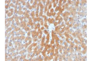 Formalin-fixed, paraffin-embedded human Liver stained with ARF1 Mouse Monoclonal Antibody (1A9/5). (ARF1 Antikörper  (C-Term))