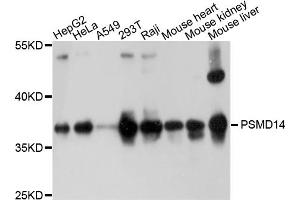 Western blot analysis of extracts of various cell lines, using PSMD14 antibody (ABIN4904884) at 1:1000 dilution. (PSMD14 Antikörper)
