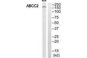 Western blot analysis of extracts from RAW264. (ABCC2 Antikörper  (Internal Region))