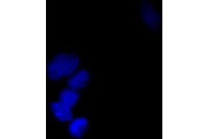 Immunofluorescence (IF) image for anti-Small Ubiquitin Related Modifier Protein 1 (SUMO1) (full length) antibody (ABIN2452138)