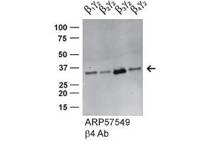 GNB4 antibody - middle region (ARP57549_P050) validated by WB using HEK293 cell lysate (GNB4 Antikörper  (Middle Region))