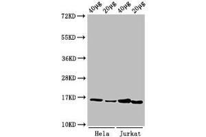 Western Blot Positive WB detected in: Hela cell acid extracts, Jurkat cell acid extracts All lanes: HIST1H3A antibody at 1 μg/mL Secondary Goat polyclonal to rabbit IgG at 1/50000 dilution Predicted band size: 16 kDa Observed band size: 16 kDa (HIST1H3A Antikörper  (meLys9))