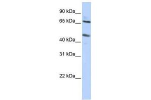 SLC26A10 Antikörper  (N-Term)